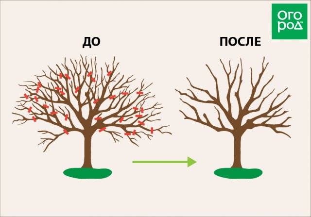 Как обрезать колоновидную яблоню весной для начинающих схемы с подробным